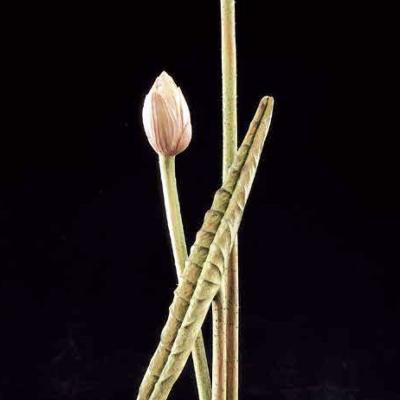 H003 62x14x8cm 